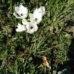 Ornithogalum arabicum Kvet