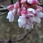 Viburnum × bodnantense Žiedas