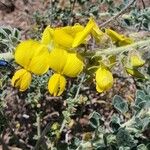 Crotalaria emarginella Kvet