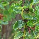 Hypericum balearicum Hoja