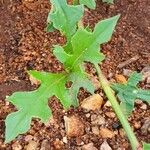 Oxygonum sinuatum Leaf