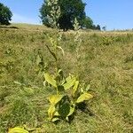 Veratrum album Hoja