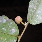 Uvaria obanensis Otro