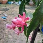Disocactus phyllanthoides Blüte