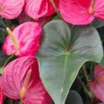 Anthurium andraeanum عادت داشتن