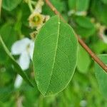 Exochorda racemosa Folha