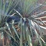 Yucca gloriosaBlad