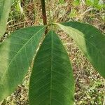 Hevea brasiliensis Leaf