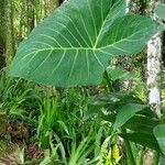 Xanthosoma taioba Hoja