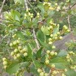 Crataegus douglasii पत्ता