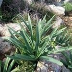 Pancratium illyricum Hoja