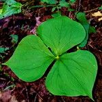 Trillium cernuum Leaf