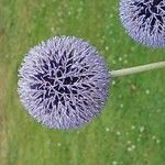 Echinops exaltatus Fiore