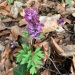 Corydalis cava Blad