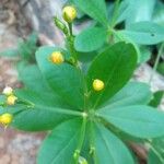 Talinum fruticosum Fruit