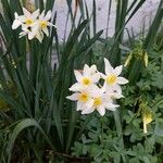 Narcissus tazetta Квітка