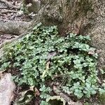 Sedum ternatum 葉