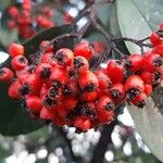 Cotoneaster coriaceus Fruto