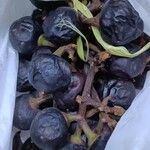 Pourouma cecropiifolia Frukt