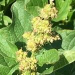 Chenopodium bonus-henricus Otro