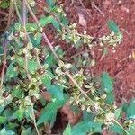 Trichostigma octandrum Fruto
