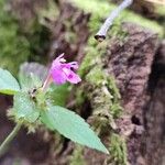 Galeopsis pubescens Flower