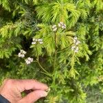 Valerianella dentata Lorea