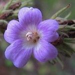 Melochia villosa Blomst