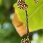 Platanus orientalis Fruit