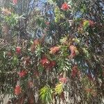 Callistemon viminalis Leaf