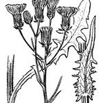 Crepis nicaeensis Övriga