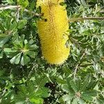 Banksia praemorsa Leaf