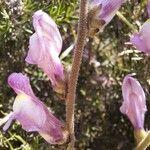 Antirrhinum litigiosum Квітка