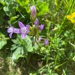 Gentianella germanica Λουλούδι