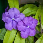 Brunfelsia pauciflora Çiçek