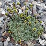 Saxifraga caesia Libunga