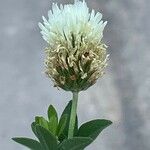 Trifolium alexandrinum Floare
