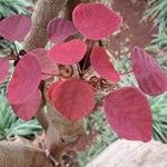 Euphorbia cotinifolia Leaf