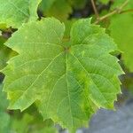 Vitis vulpina Blad