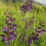 Salvia pratensis Blomst