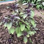 Ocimum kilimandscharicum برگ