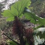 Gunnera insignis Habit