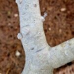 Adenium multiflorum Kéreg