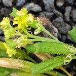 Reseda lancerotae Flower