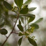 Lumnitzera racemosa Flower