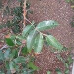 Schinus terebinthifolia List