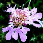 Scabiosa columbaria Квітка