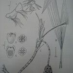 Thoracocarpus bissectus Egyéb