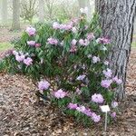 Rhododendron lukiangense Hábito
