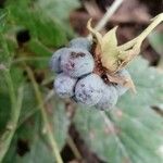 Rubus caesius ഫലം